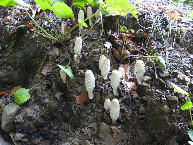 hnojník Coprinellus sp.