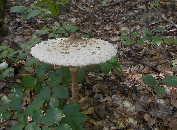 bedľa vysoká Macrolepiota procera (Scop.) Singer