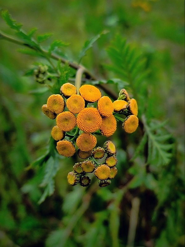 vratič obyčajný Tanacetum vulgare L.