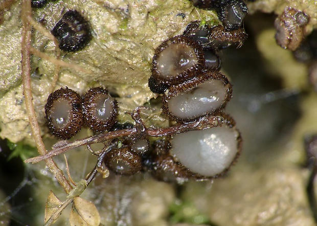 trichoféa Trichophaea sp.