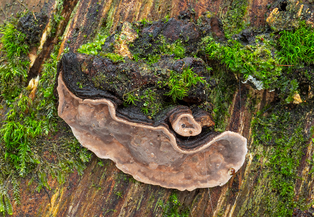 pevnica škridlicovitá Amylostereum areolatum (Chaillet ex Fr.) Boidin