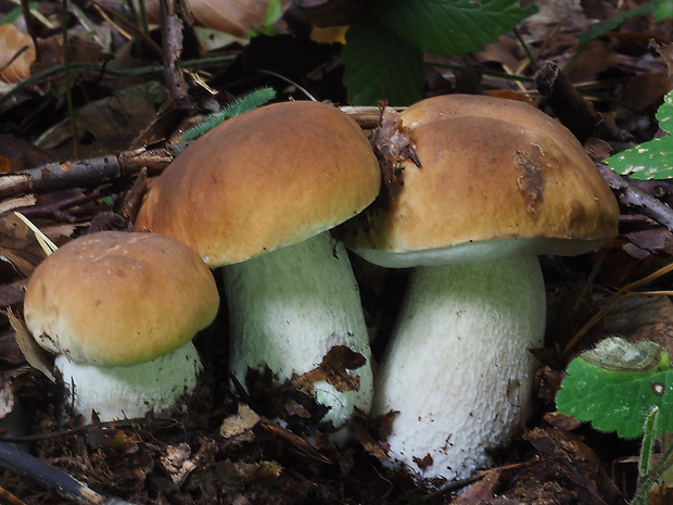 hríb smrekový Boletus edulis Bull.