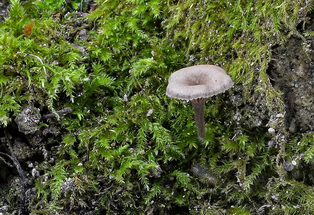 hodvábnica  Entoloma subpusillum (Pilát) Romagn.