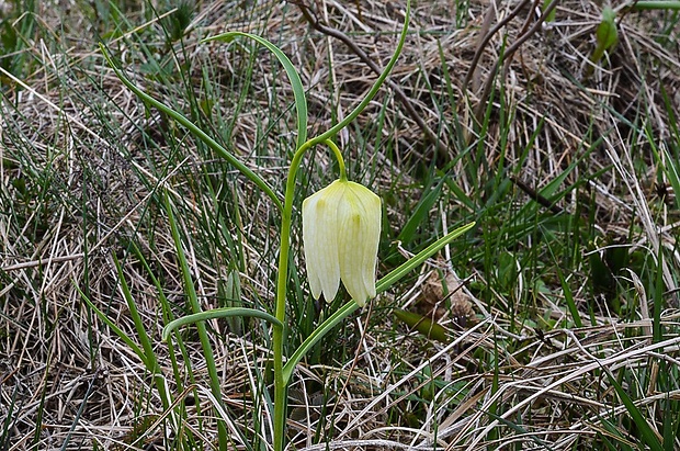 korunkovka strakatá Fritillaria meleagris L.