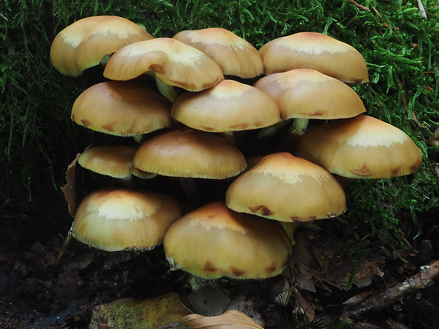 šupinačka menlivá Kuehneromyces mutabilis (Schaeff.) Singer & A.H. Sm.