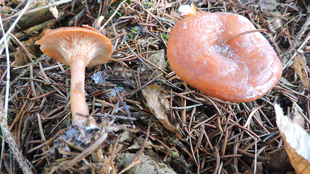 rýdzik Lactarius sp.