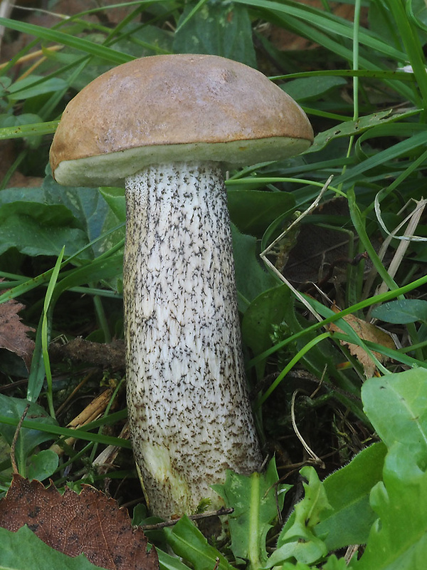 kozák brezový Leccinum scabrum (Bull.) Gray