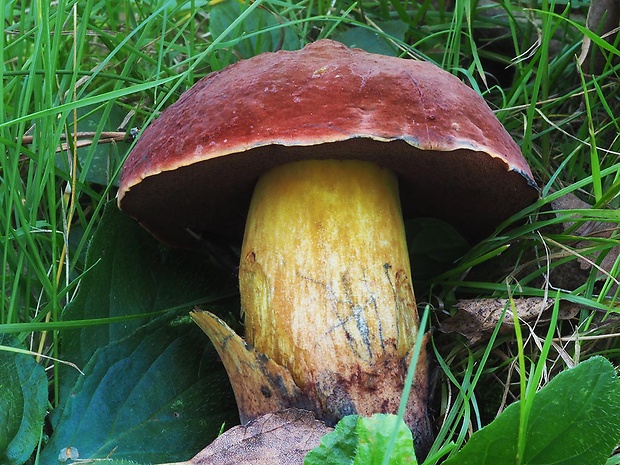 hríb zrnitohlúbikový červený Neoboletus luridiformis var. rubropileus (Dermek) Šutara