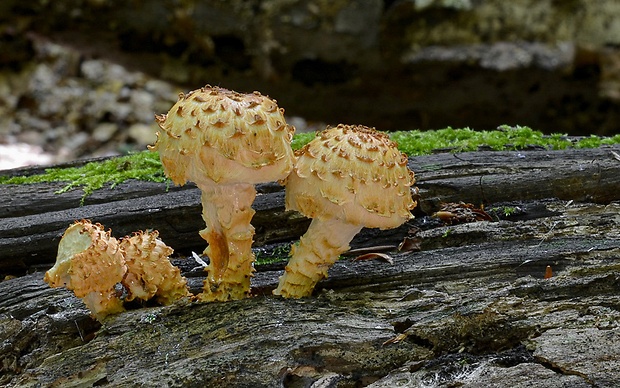 šupinovka šupinatá Pholiota squarrosa (Vahl) P. Kumm.