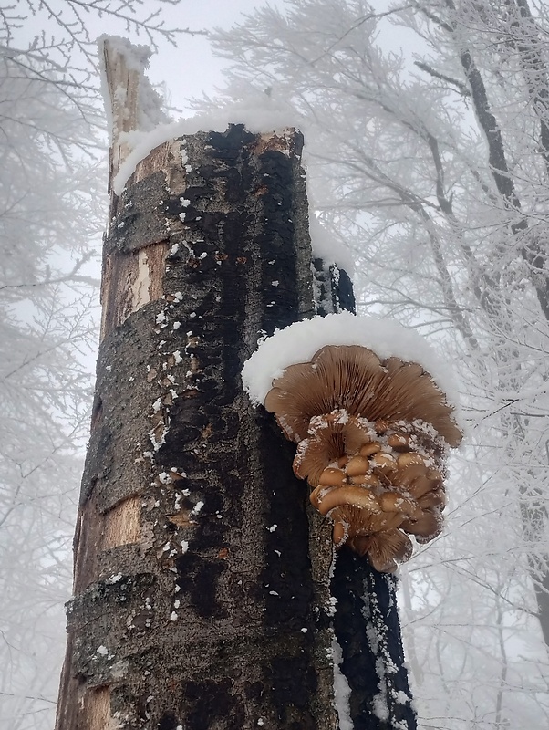 hliva ustricovitá Pleurotus ostreatus (Jacq.) P. Kumm.