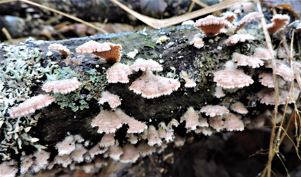 klanolupeňovka obyčajná Schizophyllum commune Fr.