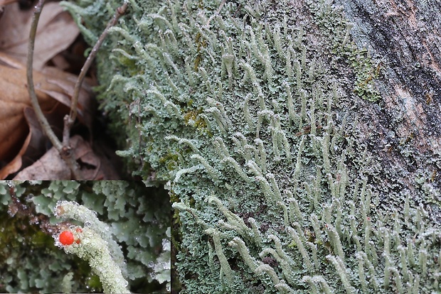 dutohlávka červenoplodá Cladonia macilenta Hoffm.