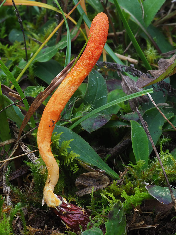 žezlovka hmyzová Cordyceps militaris (Fr.) Link