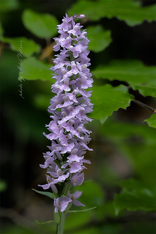 vstavačovec fuchsov pravý Dactylorhiza fuchsii subsp. fuchsii (Druce) Soó