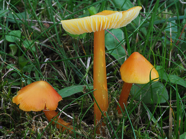 lúčnica hrotitá Hygrocybe acutoconica (Clem.) Singer