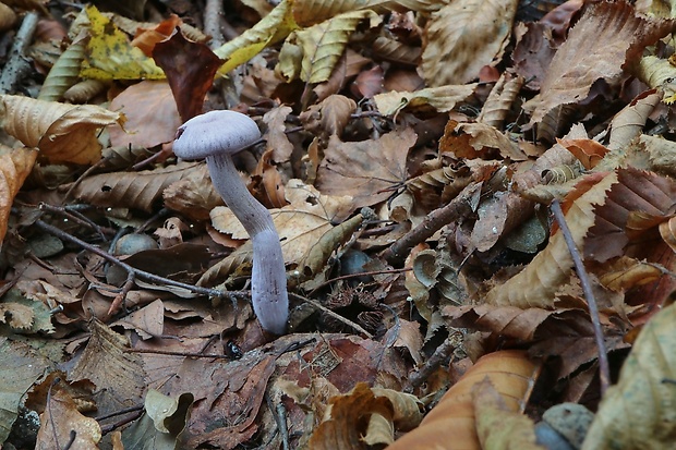 lakovka ametystová Laccaria amethystina (Huds.) Cooke