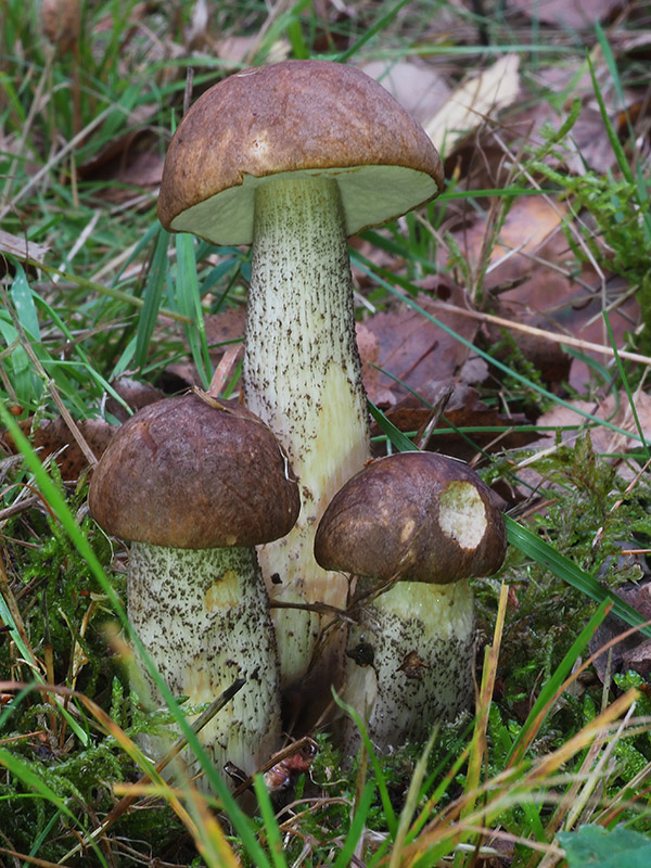 kozák brezový Leccinum scabrum (Bull.) Gray