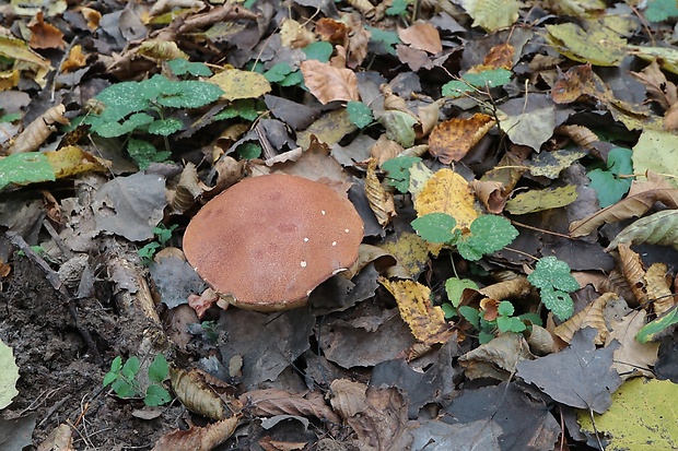 kozák Leccinum sp.