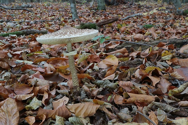 bedľa vysoká Macrolepiota procera (Scop.) Singer