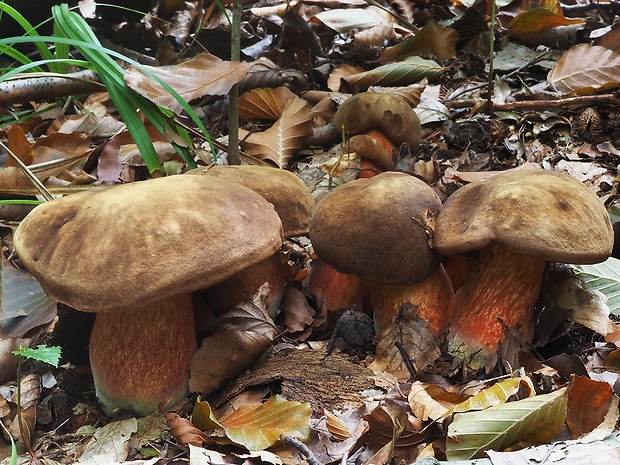 hríb zrnitohlúbikový Sutorius luridiformis (Rostk.) G. Wu & Zhu L. Yang