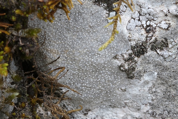 bradavnica Verrucaria baldensis A. Massal.