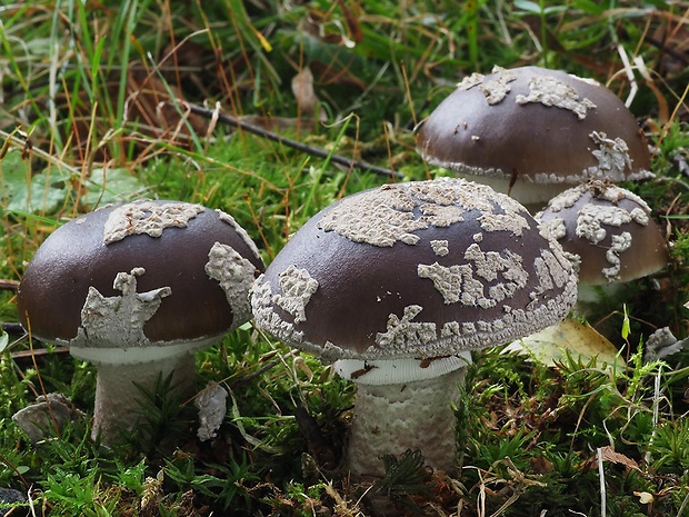 muchotrávka hrubá Amanita excelsa (Fr.) Bertill.