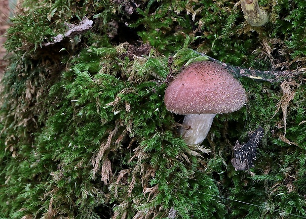 podpňovka Armillaria sp.