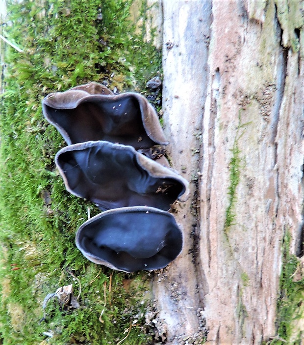 uchovec bazový Auricularia auricula-judae (Bull.) Quél.