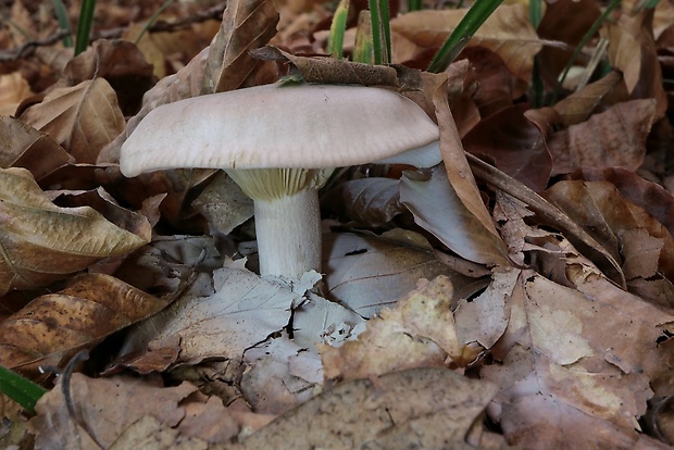 strmuľka inovaťová Clitocybe nebularis (Batsch) P. Kumm.