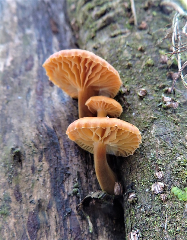 plamienka Flammulina sp.