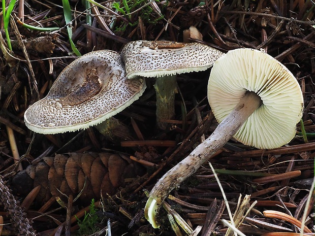 bedlička sivozelenkastá Lepiota griseovirens Maire