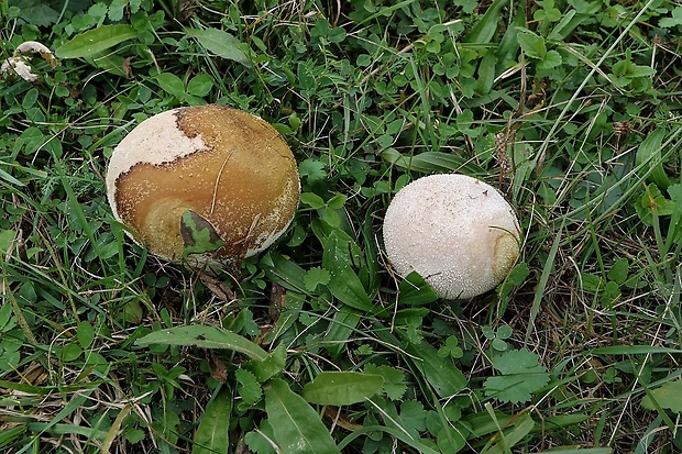 rozpadavec dlabaný Lycoperdon utriforme Bull.