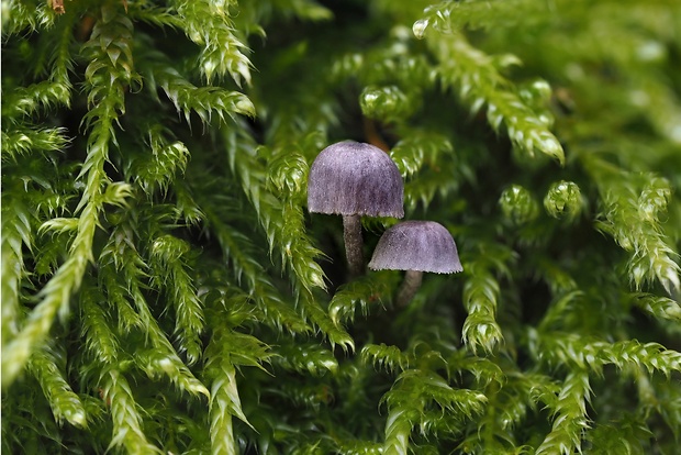 prilbička modrosivá Mycena pseudocorticola Kühner