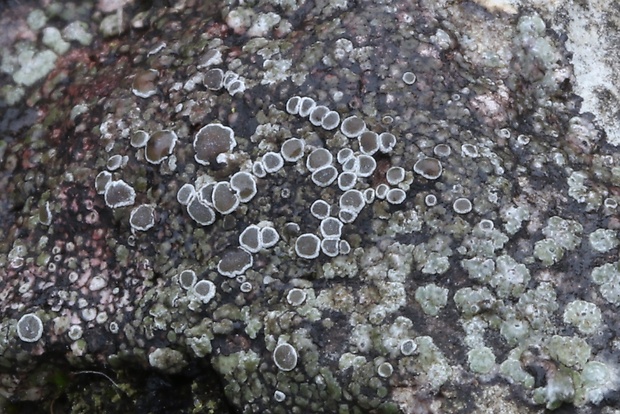 lekanora Myriolecis albescens (Hoffm.) Śliwa, Zhao Xin & Lumbsch