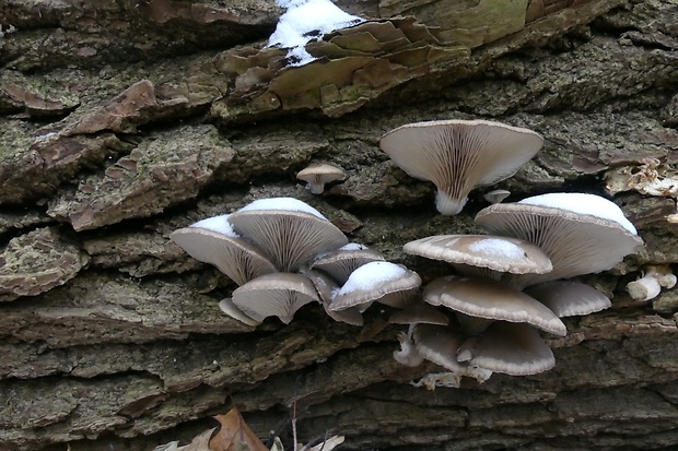 hliva ustricovitá Pleurotus ostreatus (Jacq.) P. Kumm.