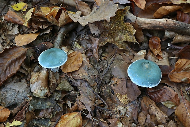 golierovka zelenomodrá Stropharia caerulea Kreisel