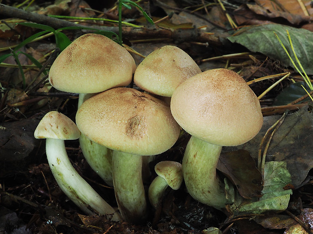 čírovka plavohnedá Tricholoma fulvum (Fr.) Bigeard & H. Guill.