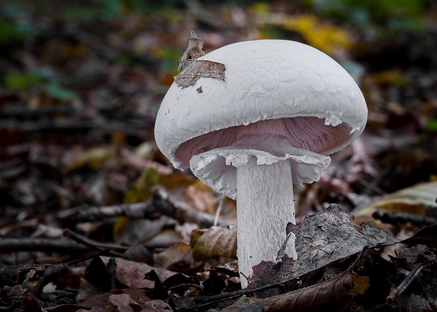 pečiarka Agaricus sp.