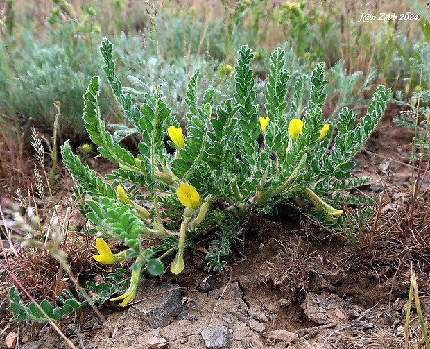 kozinec Astragalus mucidus Bunge ex Boiss.