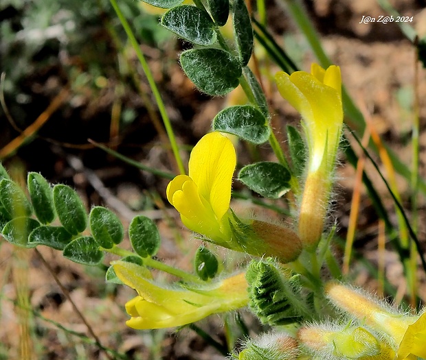 kozinec Astragalus mucidus Bunge ex Boiss.