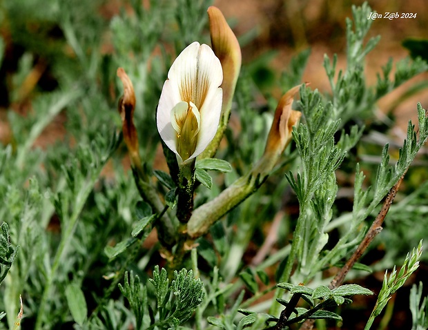 kozinec Astragalus sytinii  Belous & Laktionov