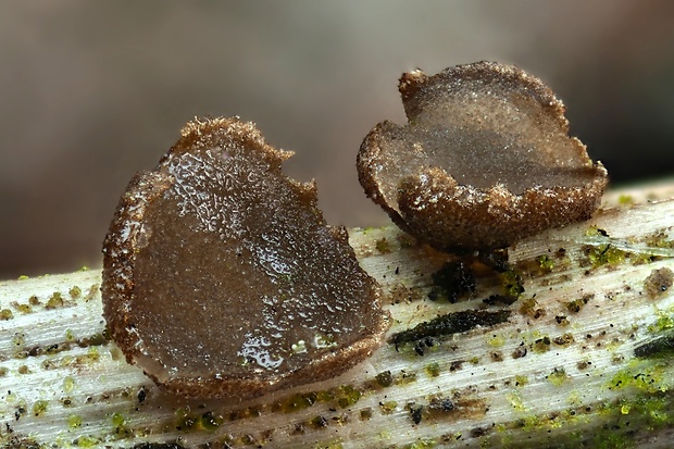 cenangium Cenangium acuum Cooke & Peck