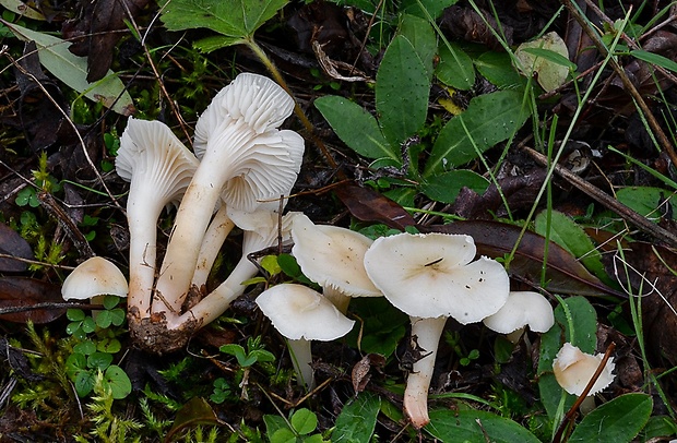 lúčnica snehobiela Cuphophyllus virgineus (Wulfen) Kovalenko