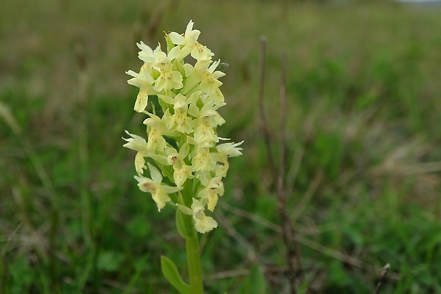 vstavačovec bazový Dactylorhiza sambucina (L.) Soó