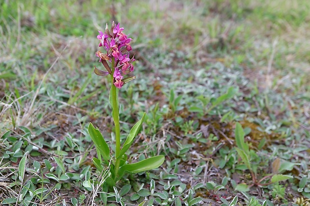 vstavačovec bazový Dactylorhiza sambucina (L.) Soó