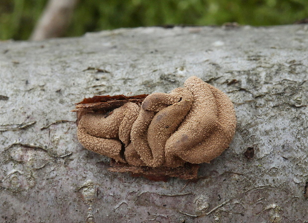 dutinovka otrubnatá Encoelia furfuracea (Roth) P. Karst.