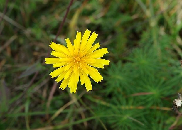 jastrabník Hieracium sp.