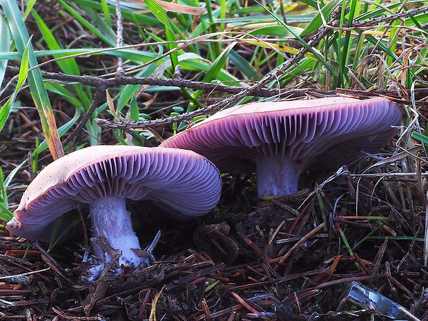 pôvabnica fialová Lepista nuda (Bull.) Cooke