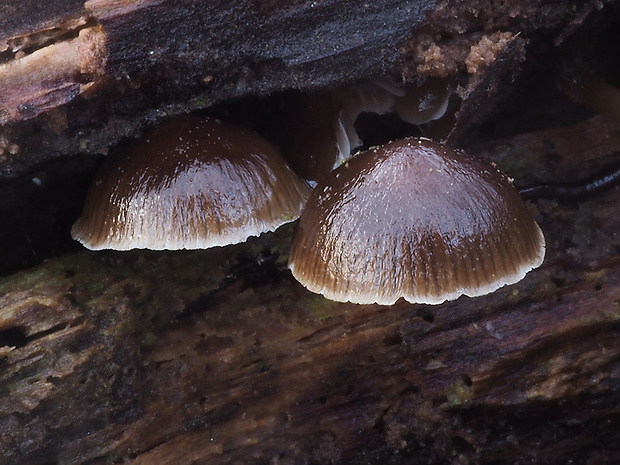 prilbička hnedosivá Mycena tintinnabulum (Paulet) Quél.