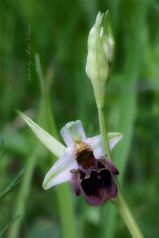 hmyzovník holubyho Ophrys holubyana András.